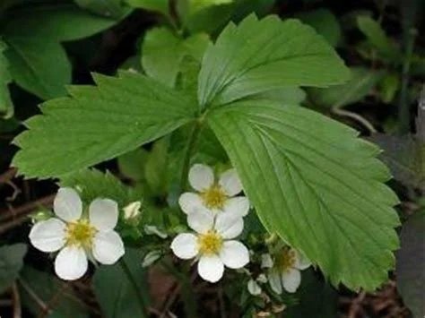 Wild Strawberry — KNPS
